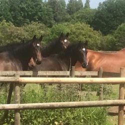 Changing Times in World Horse Welfare